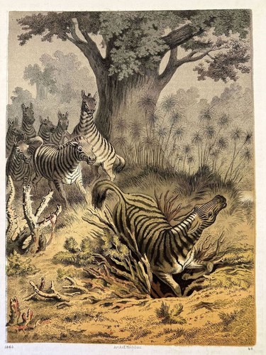 Scena caccia zebre - caccia,