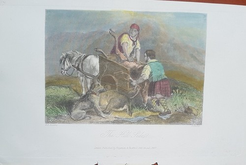 Cani incisione acquarellata - cani,