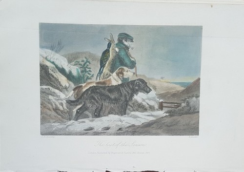 Cani incisione acquarellata - incisione,