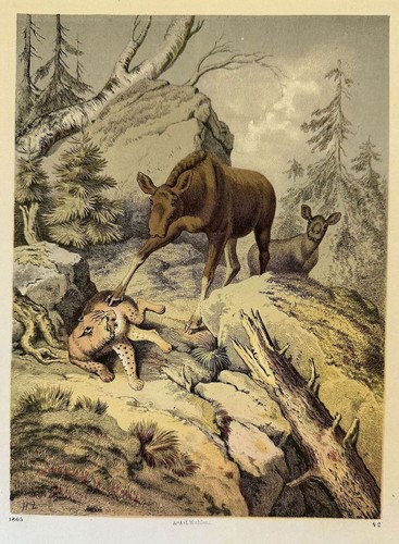 Scena caccia africana - scena,